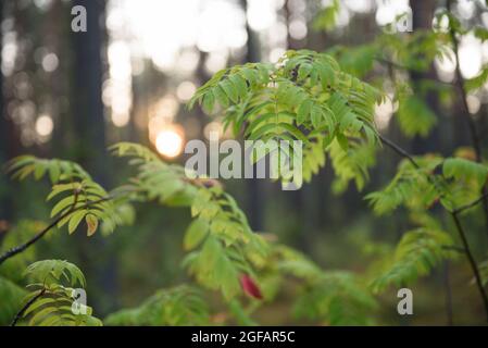 Rowan lascia da vicino lo sfondo alla luce del sole. Foto Stock