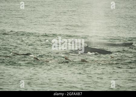 Due balene megattere, una che respira e spurta goccioline d'acqua dal suo fiore, e un certo numero di foche di pelliccia che si nutrono a Monterey Bay, California Foto Stock