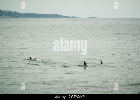 Pod of Risso's Dolphins nuotare nella baia di Monterey in una giornata grigia in agosto. Foto Stock