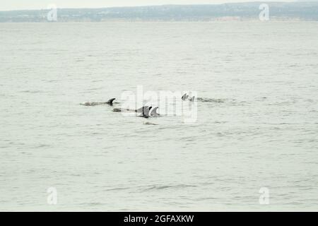 Pod of Risso's Dolphins nuotare nella baia di Monterey in una giornata grigia in agosto. Foto Stock