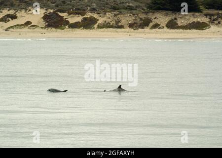 Due adulti e uno giovanile delfini tursiopi nuotano appena fuori costa di fronte alle dune di sabbia a Fort Ord in una giornata nuvolosa. Foto Stock