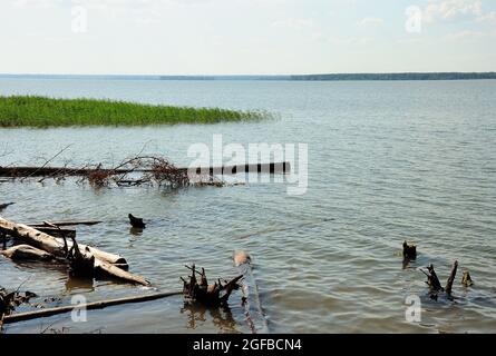 Molti alberi sgranati si trovano nell'acqua sulla riva di un grande lago vicino a folli di canne. Novosibirsk Reservoir, Russia. Foto Stock