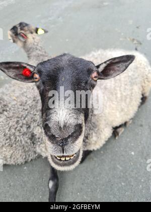 Pecora che fissava la macchina fotografica Foto Stock
