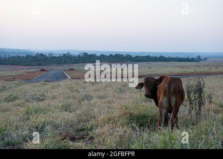 Bestiame bovino di manzo pascolo in una giornata calda sotto il sole intenso e molto secco erba durante l'autunno brasiliano. Ampio sistema di allevamento di bovini - bestiame in Foto Stock