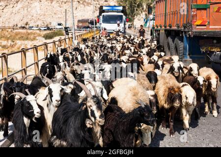 Ingorghi pesanti dovuti ad un gregge di capre sul ponte Fahlian, strada 86 vicino Nourabad, provincia di Fars, Iran, Persia, Asia occidentale, Asia Foto Stock