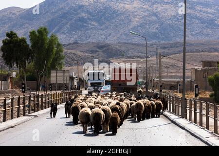 Ingorghi pesanti dovuti ad un gregge di capre sul ponte Fahlian, strada 86 vicino Nourabad, provincia di Fars, Iran, Persia, Asia occidentale, Asia Foto Stock