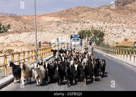 Ingorghi pesanti dovuti ad un gregge di capre sul ponte Fahlian, strada 86 vicino Nourabad, provincia di Fars, Iran, Persia, Asia occidentale, Asia Foto Stock