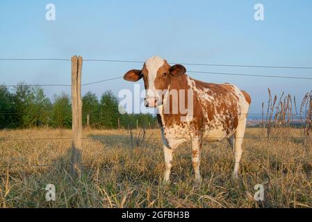 Bella vacca olandese spotted marrone e bianco (Holstein Friesian) con il suo collo tra i fili della recinzione. Mucca da latte olandese in giornata di sole in paese Foto Stock