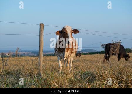 Bella vacca olandese spotted marrone e bianco (Holstein Friesian) pascolo in prato in autunno della campagna del Brasile sotto un cielo blu. Sistema esteso f Foto Stock