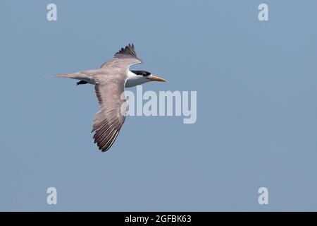 Greater Crested Tern (Thalasseus bergi), vista dorsale in volo, South China Sea, South of Hong Kong, China 22 agosto 2021 Foto Stock