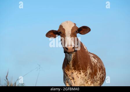 Primo piano della bella vacca olandese (Holstein Friesian) al tramonto, marrone e bianca, con le zecche che parassita l'orecchio. Il parassitismo è un inarmoni Foto Stock