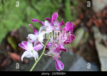 Bellissimi fiori di orchidea che fioriscono al mattino. Foto Stock