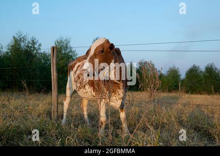 Bella vacca olandese spotted marrone e bianco (Holstein Friesian) con il suo collo tra i fili della recinzione. Mucca da latte olandese in giornata di sole in paese Foto Stock