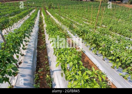 gli agricoltori usano pellicole di plastica per il controllo delle erbacce nel giardino del peperoncino. Foto Stock