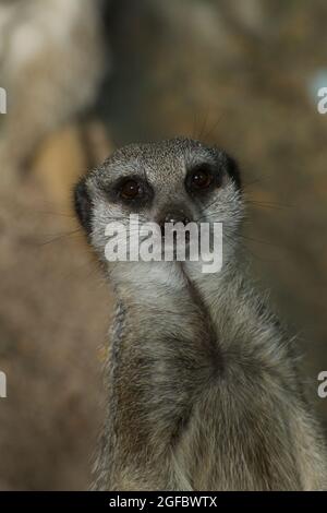 Si tratta di una classica posa Meerkat (Suricata Suricatta) - in piedi all'attenzione sul dovere di lookout. Quegli occhi luminosi sono molto vigilanti! Foto Stock