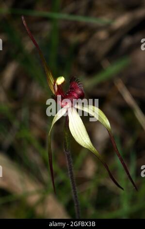 Un'orchidea del ragno venato (Caladenia Tentaculata) ha vene rosse deboli lungo i suoi petali - da qui il nome. Trovato a Baluk Willam Reserve in Belgrave Sud. Foto Stock