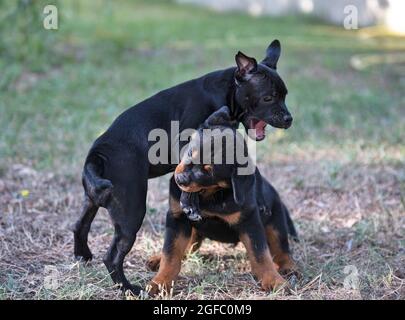 puppies staffordshire bull terrier e rottweiler giocare in un giardino Foto Stock