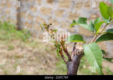 Le foglie di pesca sono influenzate dal fungo. Concetto di malattie e parassiti su albero. Foto Stock