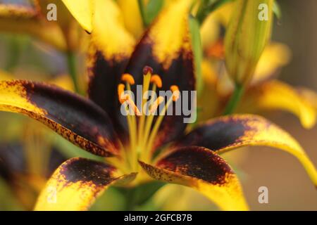 Nero e oro Lily Lilium Lionheart basso DOF Foto Stock