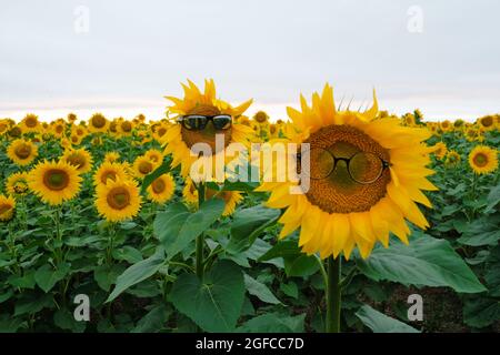Occhiali da sole di Girasole in fiore nel giardino di Girasoli. Foto Stock