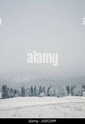 Splendida scena invernale con la neve caduta. Stazione sciistica di Bukovel a Carpazi ucraini. Foresta innevata sulle colline di montagna. Vista sul bosco bianco nebbia, Foto Stock