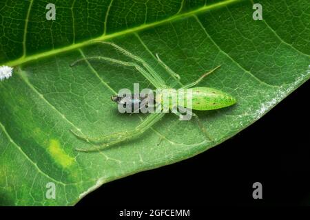 Ragno granchio d'erba, specie di Oxytate, Satara, Maharashtra, India Foto Stock