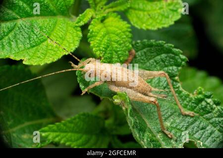 Gray Katydid, Eremopedes è un genere di katidi con supporto scudo della famiglia Tettigoniidae, Satara, Maharashtra, India Foto Stock