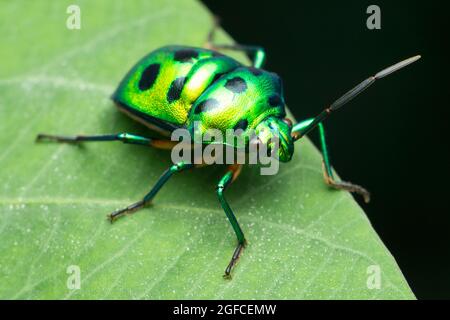 Verde bug gioiello, Scutiphora pedicellata, Satara, Maharashtra, India Foto Stock