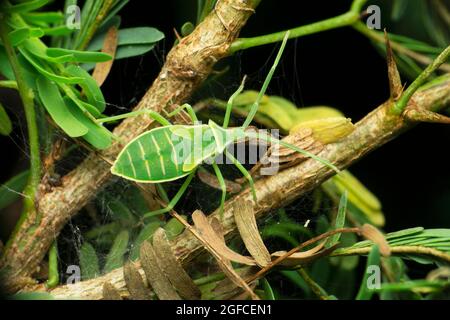 Bug soldato verde, Chinavia hilaris, Satara, Maharashtra, India Foto Stock