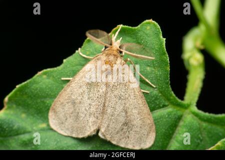 Gum Moth, Opodiftera specie, satara masharashtra india Foto Stock