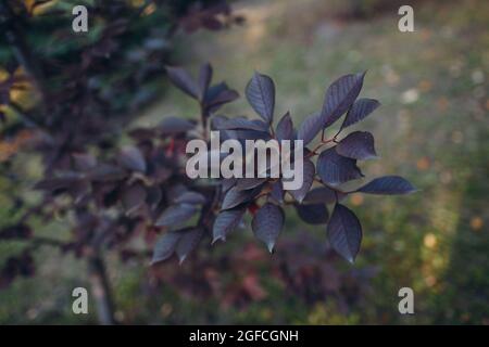 Primo piano vista delle foglie di prugne di foglia viola Prunus Cistena Foto Stock