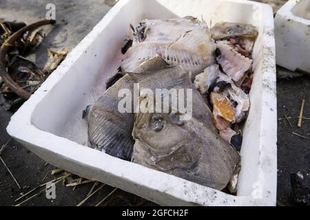 Dettaglio di pesce scaduto gettato in strada, cibo per gatti randagi Foto Stock