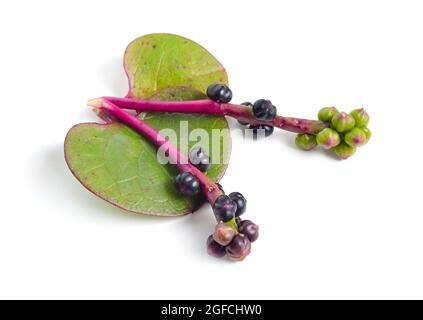 Basella alba o compresi gli spinaci di Malabar, gli spinaci di vite e gli spinaci di Ceylon. Isolato su sfondo bianco Foto Stock