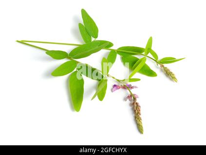 Desmodium canadense. I suoi nomi comuni includono il tick-trefoil showy, il tick-trefoil canadese e il tickclover canadese. Foto Stock