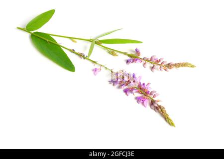 Desmodium canadense. I suoi nomi comuni includono il tick-trefoil showy, il tick-trefoil canadese e il tickclover canadese. Foto Stock