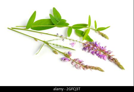 Desmodium canadense. I suoi nomi comuni includono il tick-trefoil showy, il tick-trefoil canadese e il tickclover canadese. Foto Stock