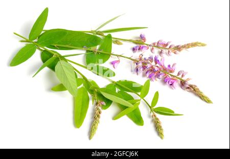 Desmodium canadense. I suoi nomi comuni includono il tick-trefoil showy, il tick-trefoil canadese e il tickclover canadese. Foto Stock