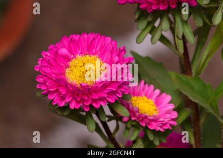 Annual aster colore rosa, Callistephus chinensis, Pune, Maharashtra, India Foto Stock
