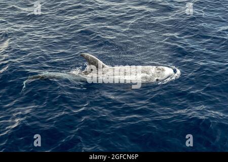 Risso Dolphin Grampus in Mar Ligure Mediterraneo Foto Stock