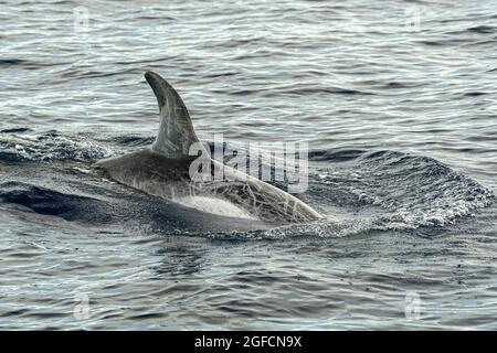 Risso Dolphin Grampus in Mar Ligure Mediterraneo Foto Stock
