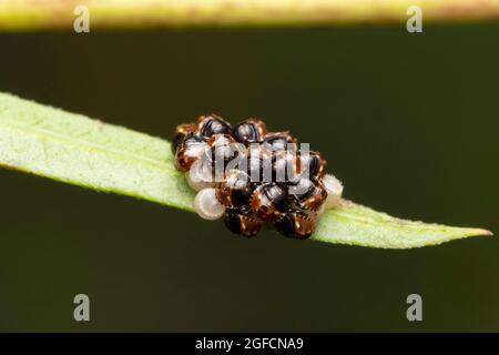 Cova di Stinkbug, Erthesina fullo, Satara, Mahrashtra, India Foto Stock