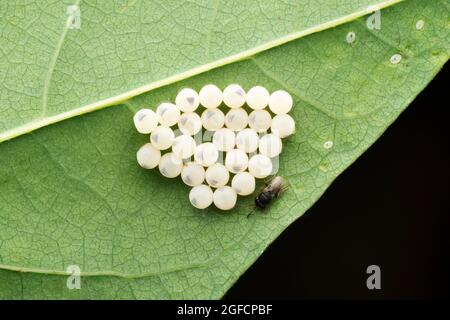 Vespa di calcido parassitoide su uova pentatomide, Euritomidae, Satara, Maharashtra, India Foto Stock