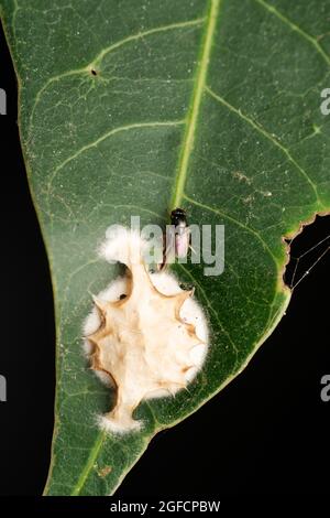 Vespa parassitoide che emerge da uova ragno, Encertidae, Satara, Maharashtra, India Foto Stock