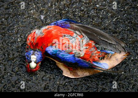 Primo piano di uccisioni di uccelli nativi australiani Crimson Rosella che sono stati vittime di strada-uccidere Foto Stock