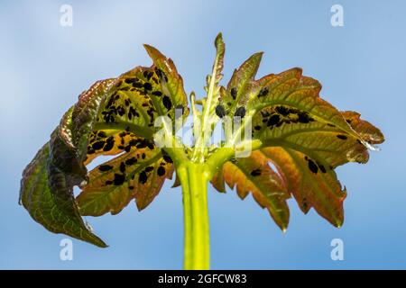 Afidi su una foglia, un parassita e parassita del giardino, rovina le foglie di piante, riduce la produttività Foto Stock