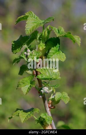 Rametto di lampone con foglie verdi in primavera prima della fioritura. Vista laterale, primo piano. Foto Stock