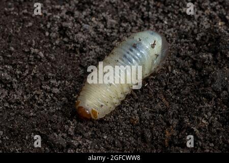 Può larva coleotteri su nero macinato primo piano Foto Stock