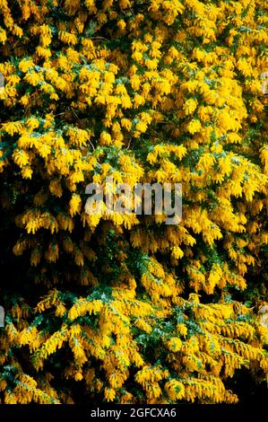 Acacia Dealbata pianta di fioritura - Australia Foto Stock