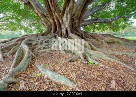 Un vecchio albero di fichi a Sydney, Australia. Foto Stock
