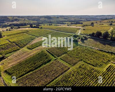 Vista aerea, Vigneto Alba in estate, Sainte Croix du Mont, vigneti di Bordeaux, Gironda, Aquitania Foto Stock